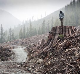 "If a Tree Falls" e "The Island President": come si cambia il mondo?