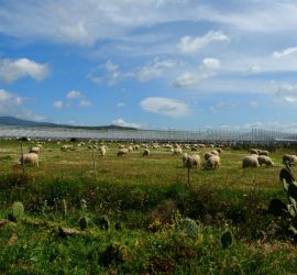 Camminavamo sulla terra