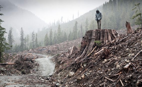 If a Tree falls. A story of the Earth Liberation Front 1