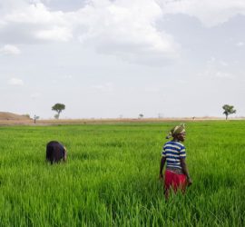 Mercato globale vs. Mercato locale