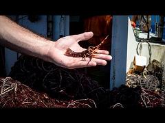 Piccole aragoste crescono