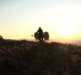 Usi civici. Terre nostre