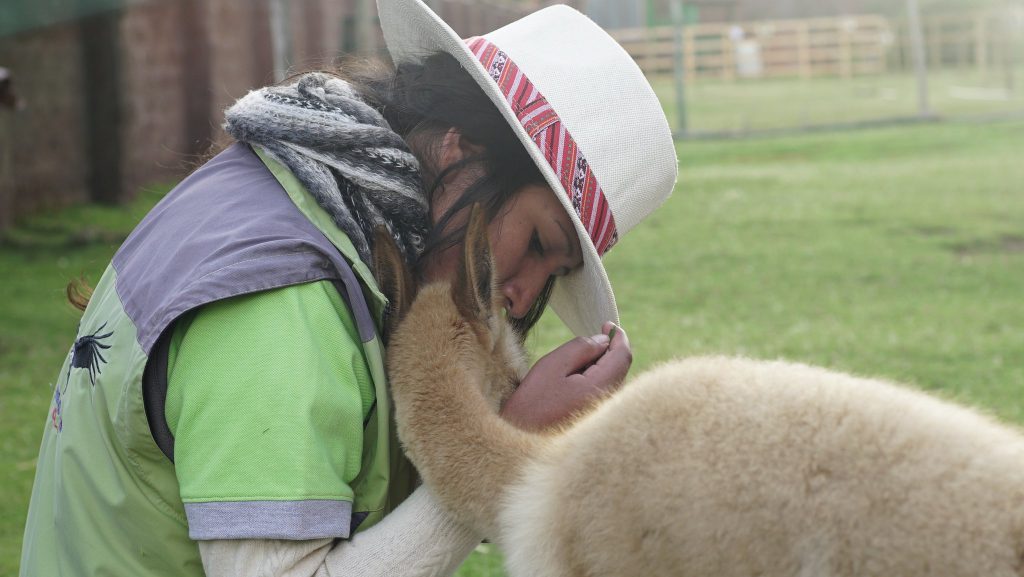 Fighting for the Wild: The Cochahuasi Animal Rescue Centre 1