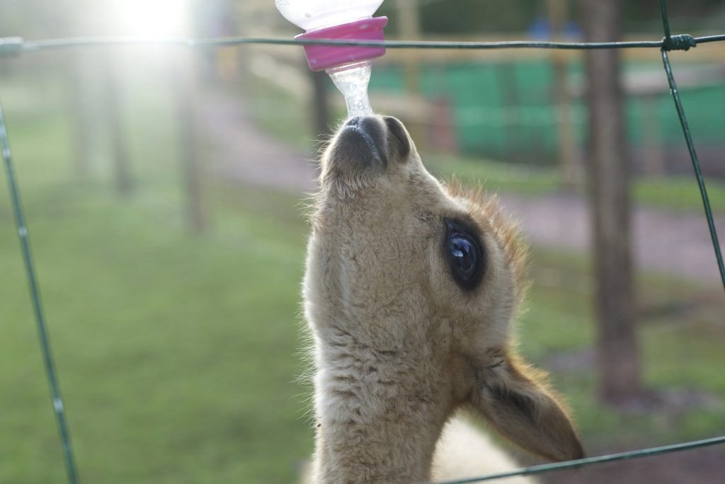 Fighting for the Wild: The Cochahuasi Animal Rescue Centre 3