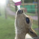 Fighting for the Wild: The Cochahuasi Animal Rescue Centre 3