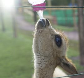 Fighting for the Wild: The Cochahuasi Animal Rescue Centre 3