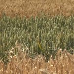 "NBT" nuove tecniche di creazione varietale. Gli OGM nascosti? 1