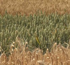 "NBT" nuove tecniche di creazione varietale. Gli OGM nascosti? 1