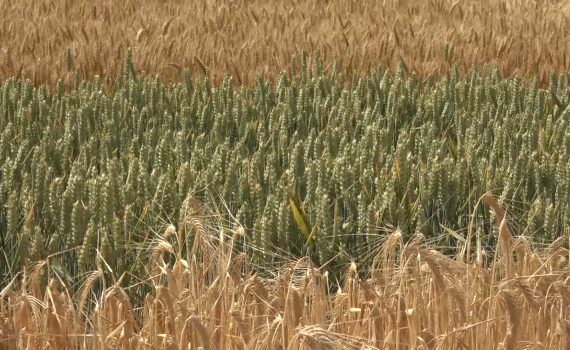 "NBT" nuove tecniche di creazione varietale. Gli OGM nascosti? 1