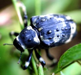 FESTIVAL DELLE TERRE 2018