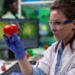 Front view of biologist reseacher woman analyzing tomato injected with chemical dna for scientific agriculture experiment. Pharmaceutical scientist working in microbiology laboratory.